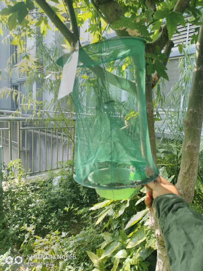 捕蝇笼40.jpg